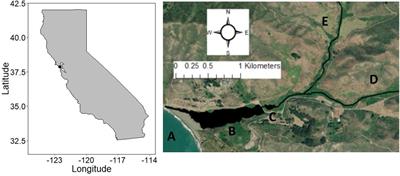 Cryptic Lives of Conspicuous Animals: Otolith Chemistry Chronicles Life Histories of Coastal Lagoon Fishes